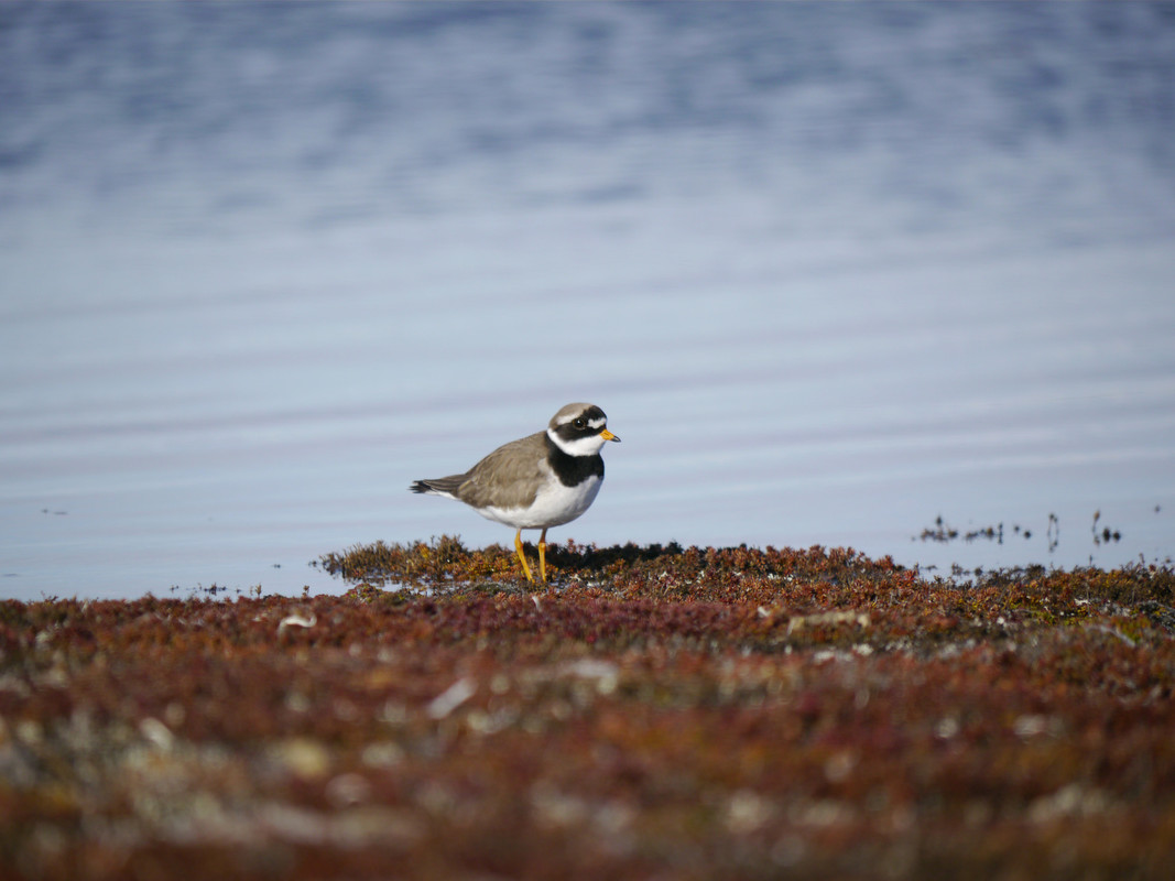 Wildlife Sightings for 2nd April 2024