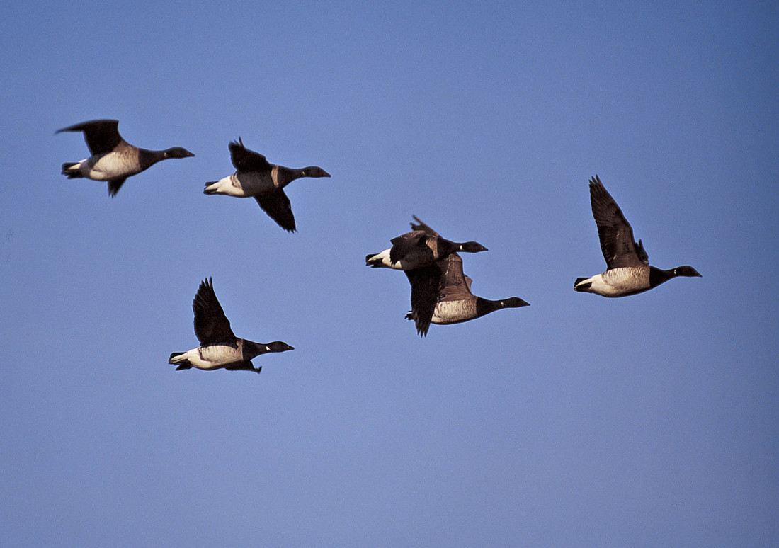 GET READY FOR THE BIG BRENT WEEKEND AT WWT CASTLE ESPIE THIS OCTOBER