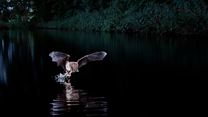 Daubenton's bat in wetlands