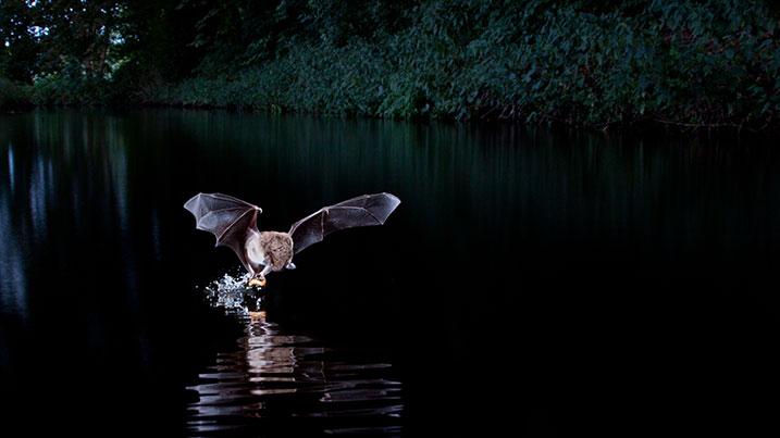 Daubenton's bat