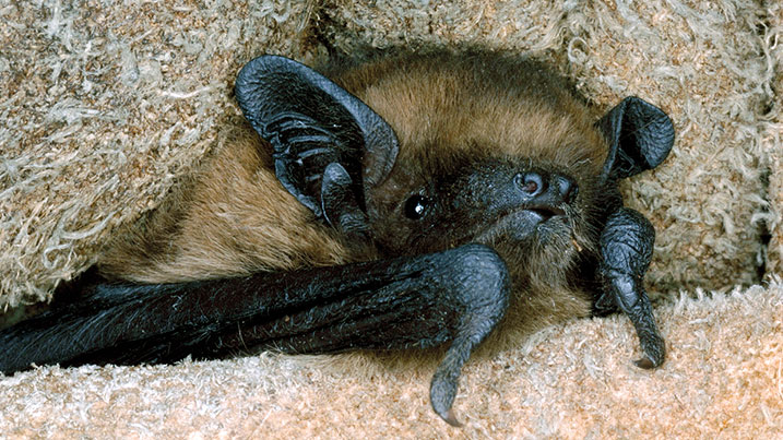 A single pipistrelle can consume up to 3,000 insects in one night