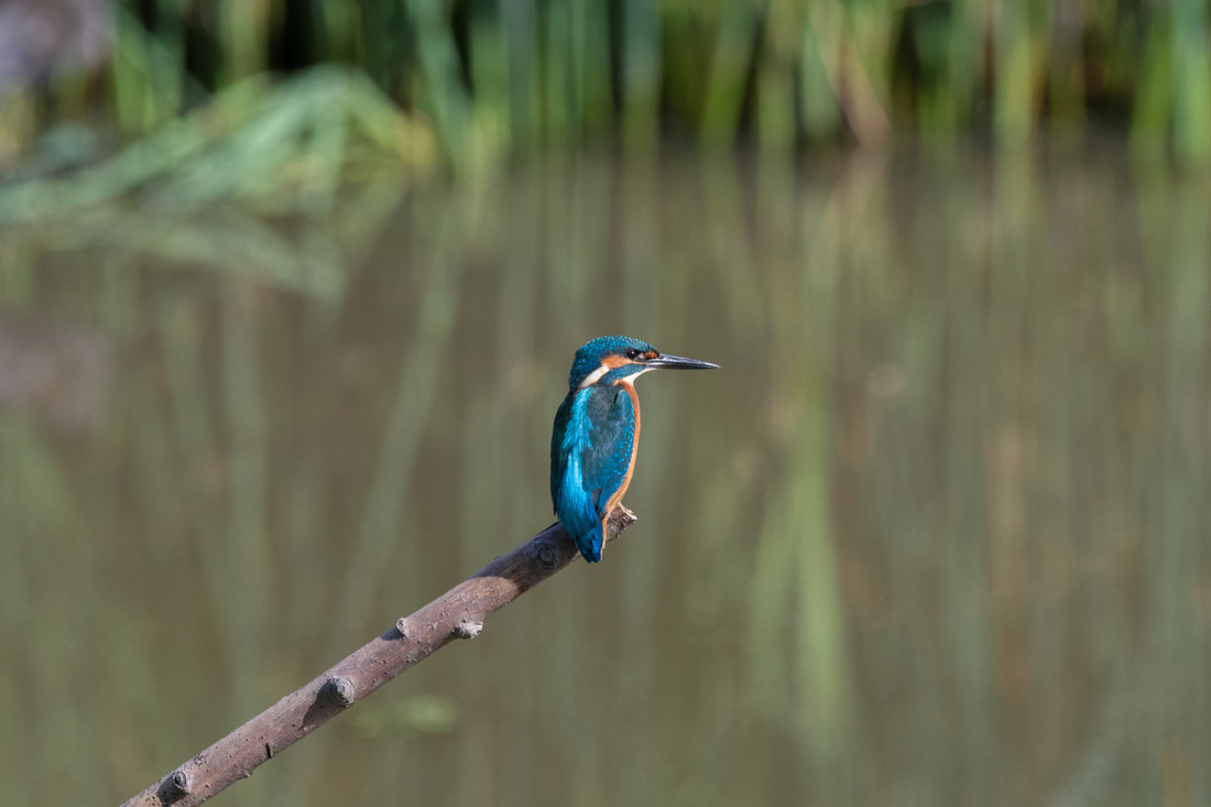 Wildlife Sightings for 1st March 2024