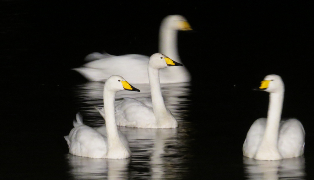 View: Swan feeds - Evening Floodlit
