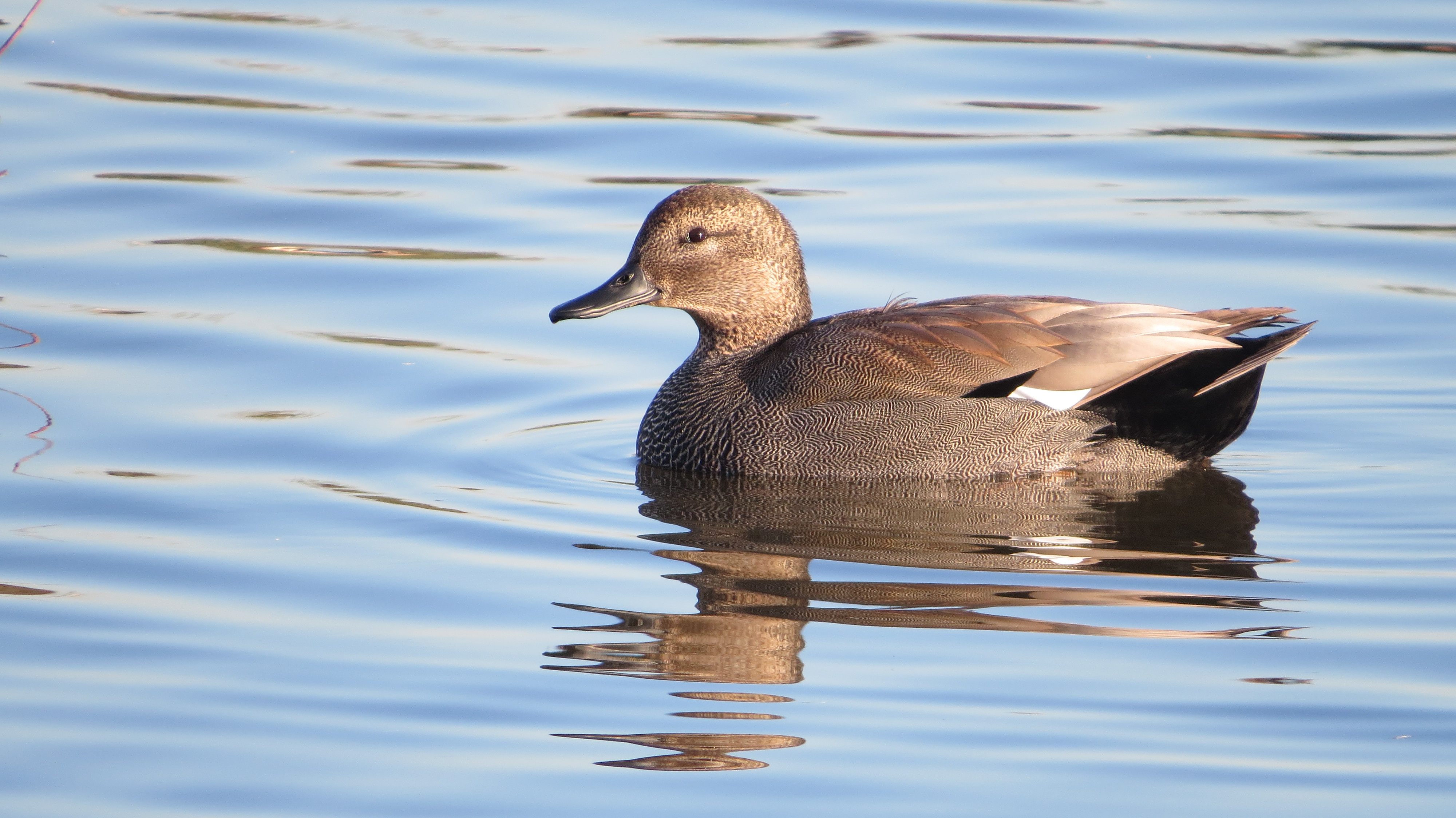 Duck numbers increasing