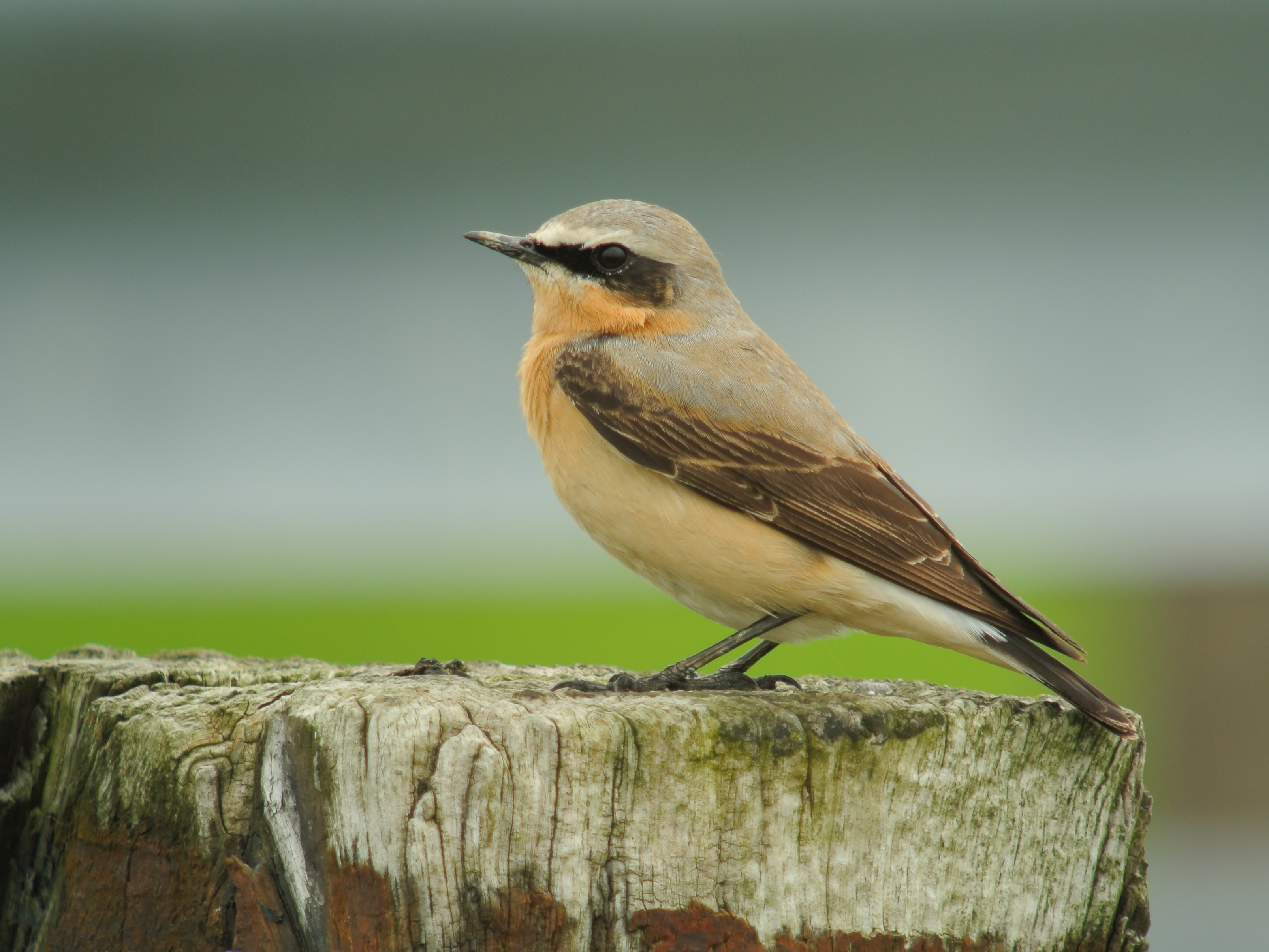Recent Sightings - 2nd September 2019