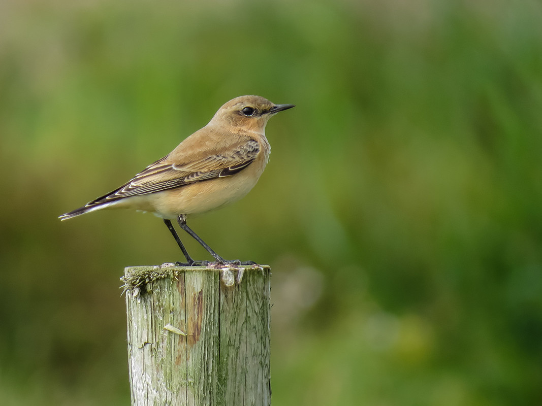 Wildlife sightings for 29th April 2024