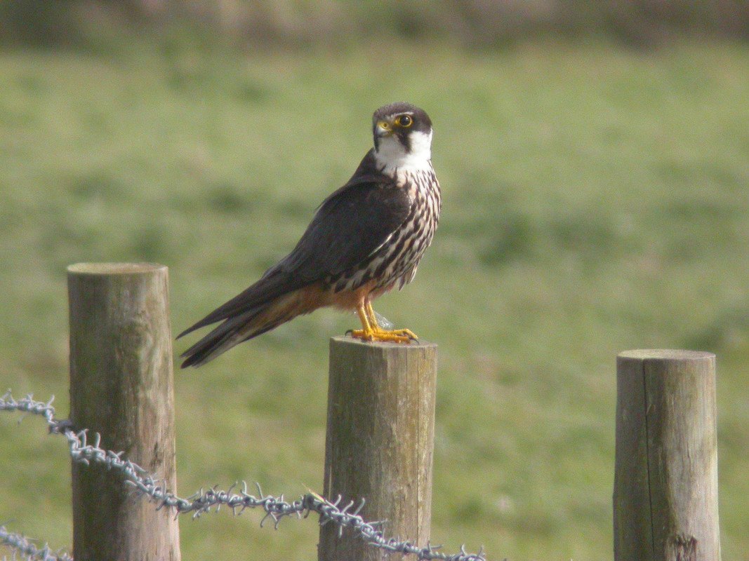 Wildlife Sightings for 12th June 2024