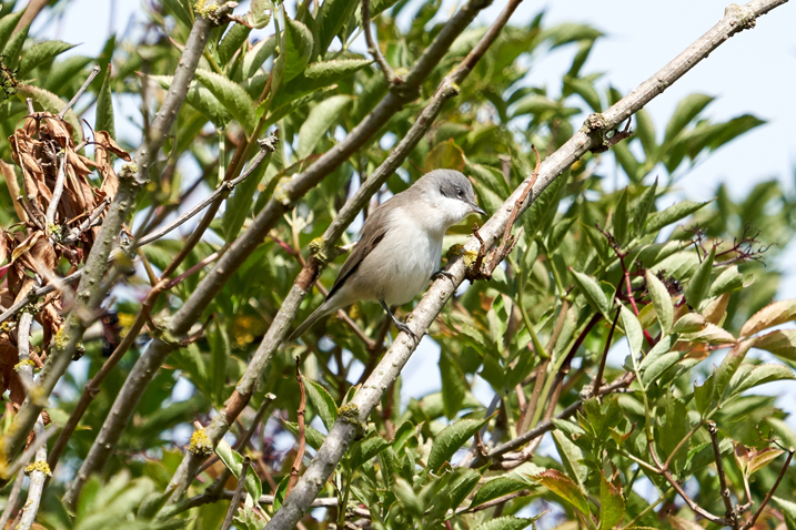 Wildlife Sightings for 18th April 2026
