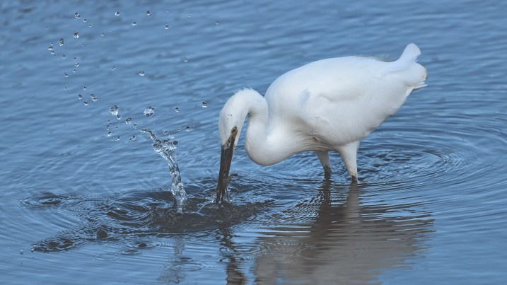 Little egret fishing