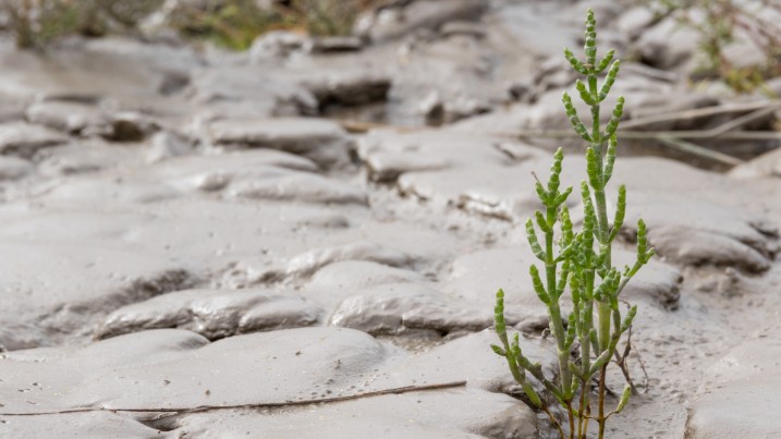 glasswort plant in a salt marsh