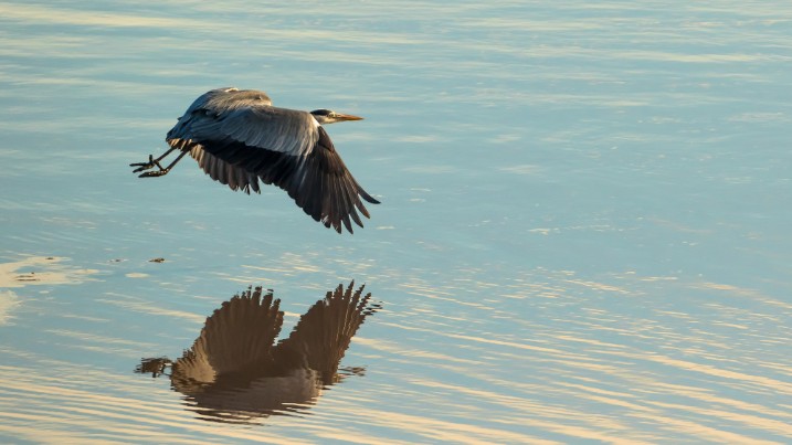 A heron flies over a saltmarsh