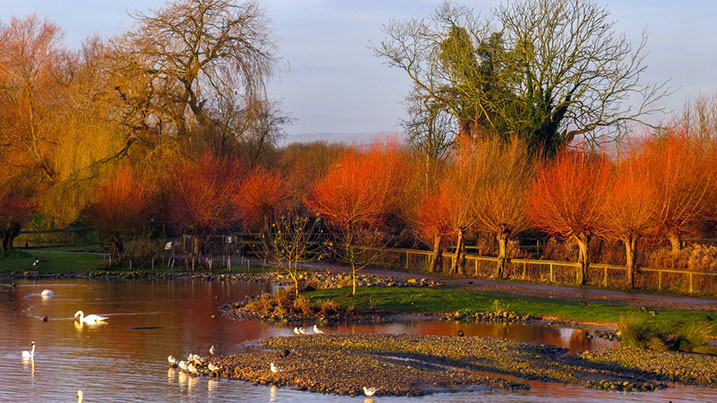 autumn willow trees at WWT