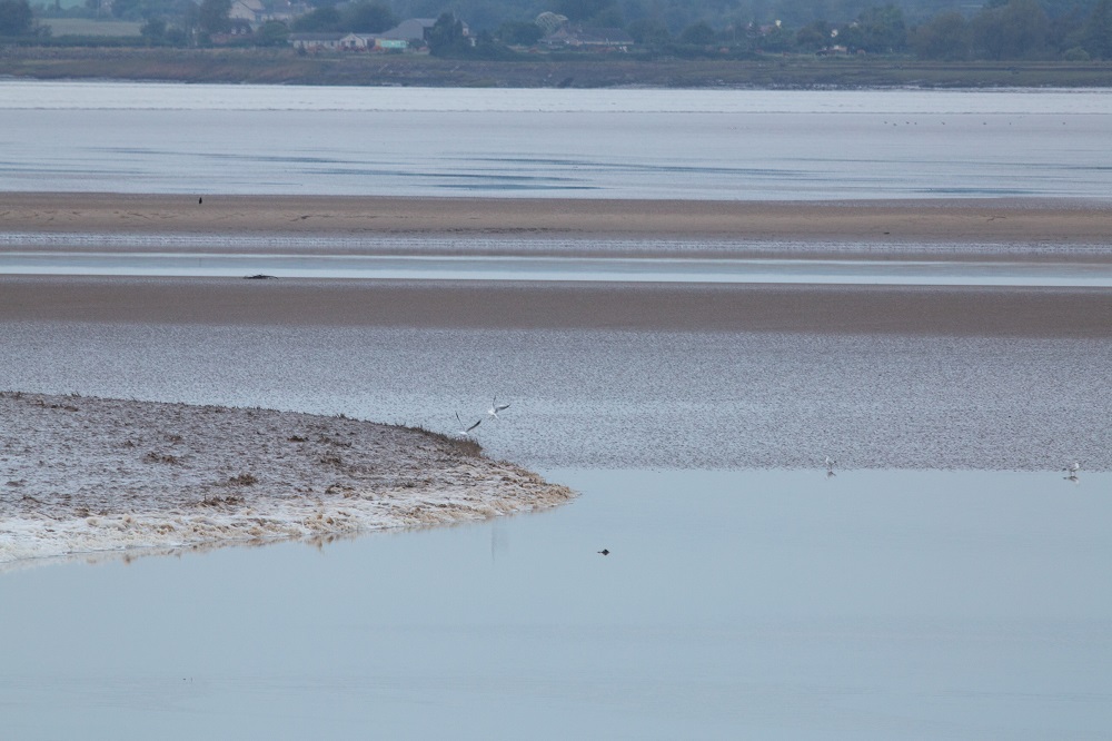 Severn Bore Safari