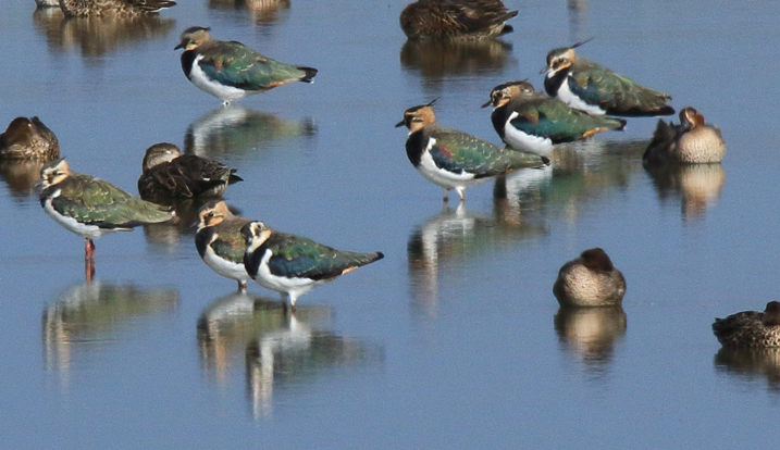 Reserve update - bringing wetland wildlife to you