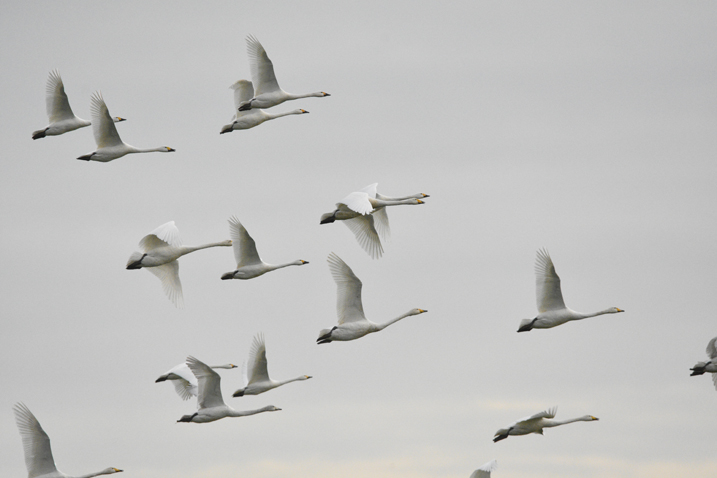 View: Swans  Awake