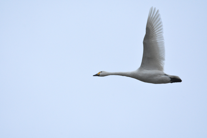 Welney Sightings - 26/11/2024