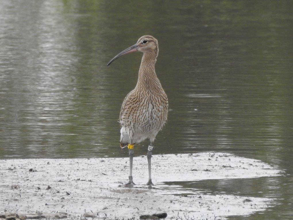 Help us crack the curlew mystery! 	