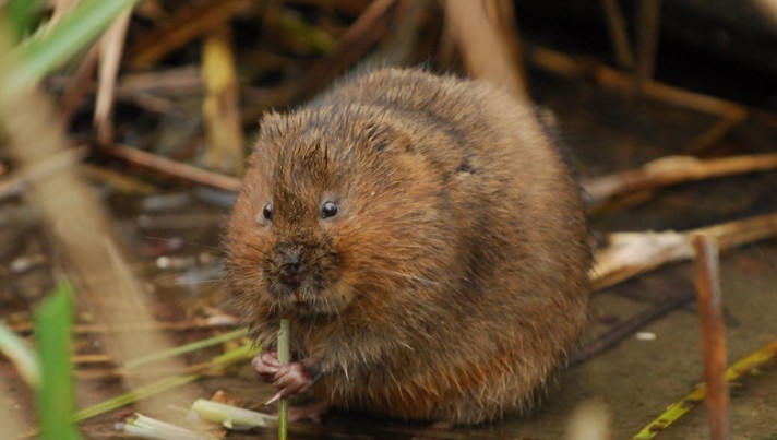 Water voles are now found in every county in England