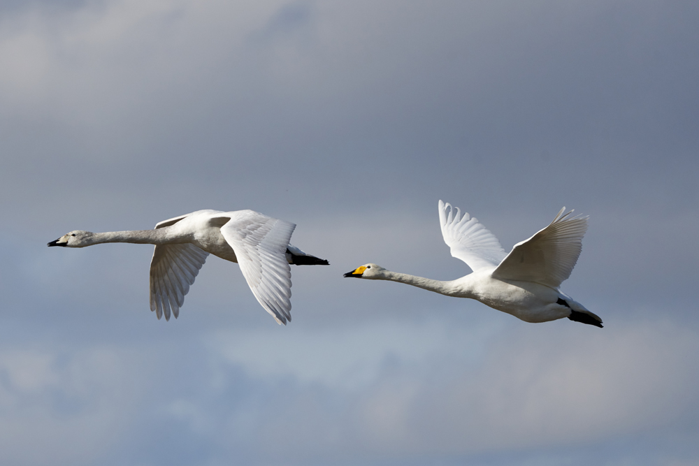 The Fens: A Wild Year