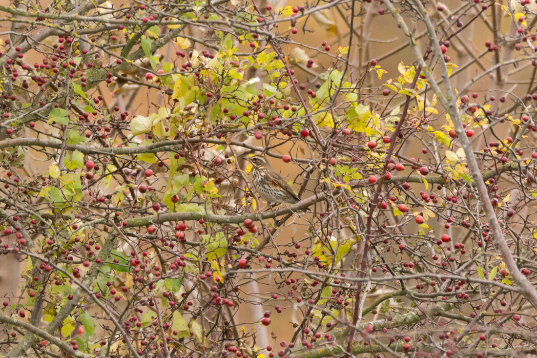 Wildlife sightings for 26th December 2024