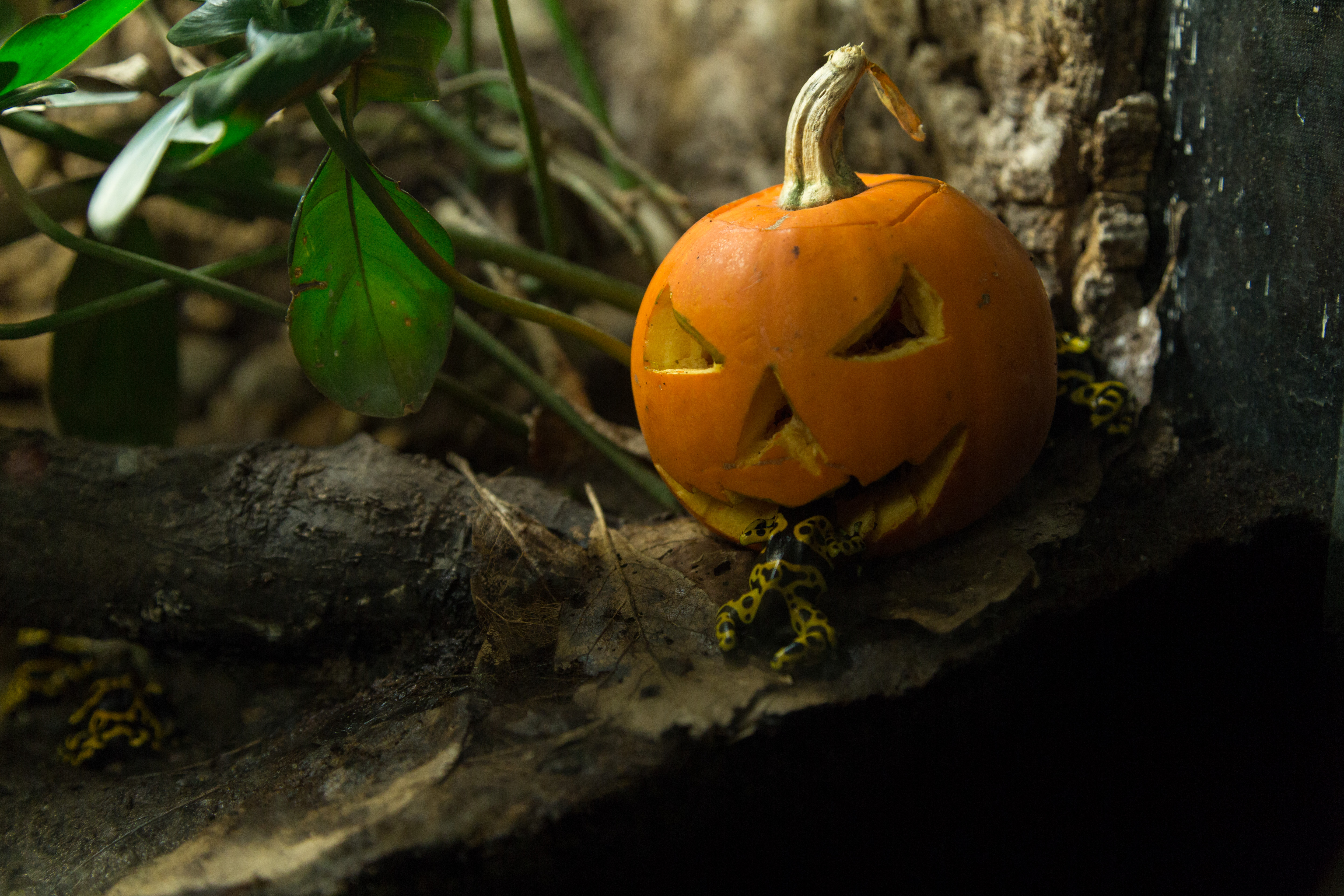 Halloween Fest this October Half Term