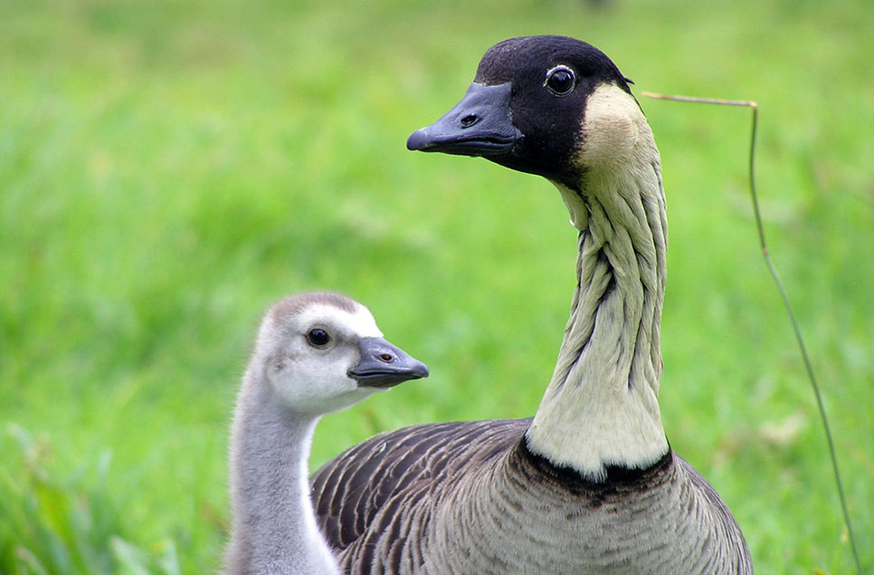 How Sir Peter Scott saved the nene goose, using conservation techniques we still use today