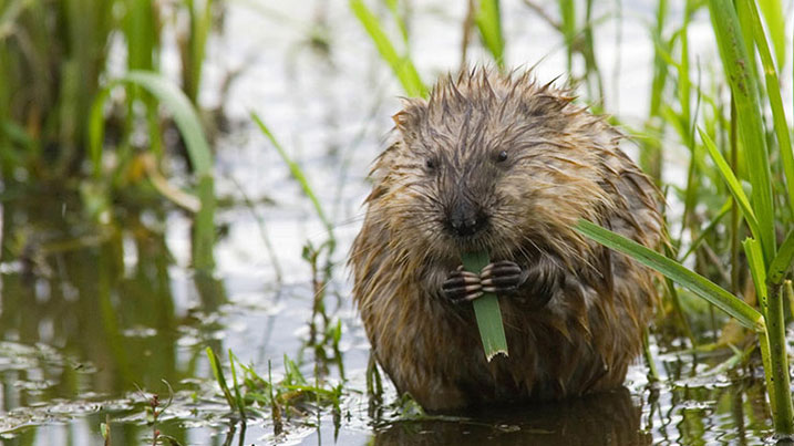 Water vole