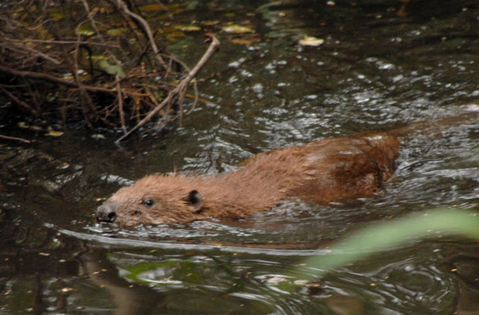 Not just  for birds: wetland mammal stars 