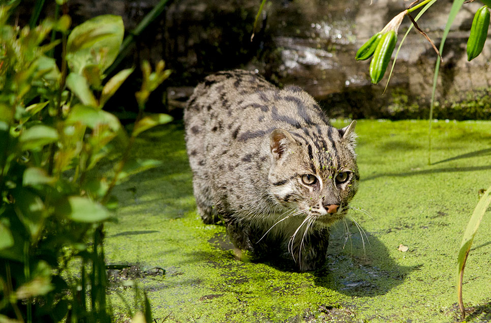 Asian fishing cat