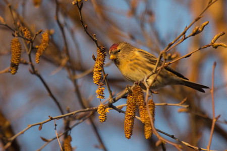 Wildlife Sightings for 4th February 2025