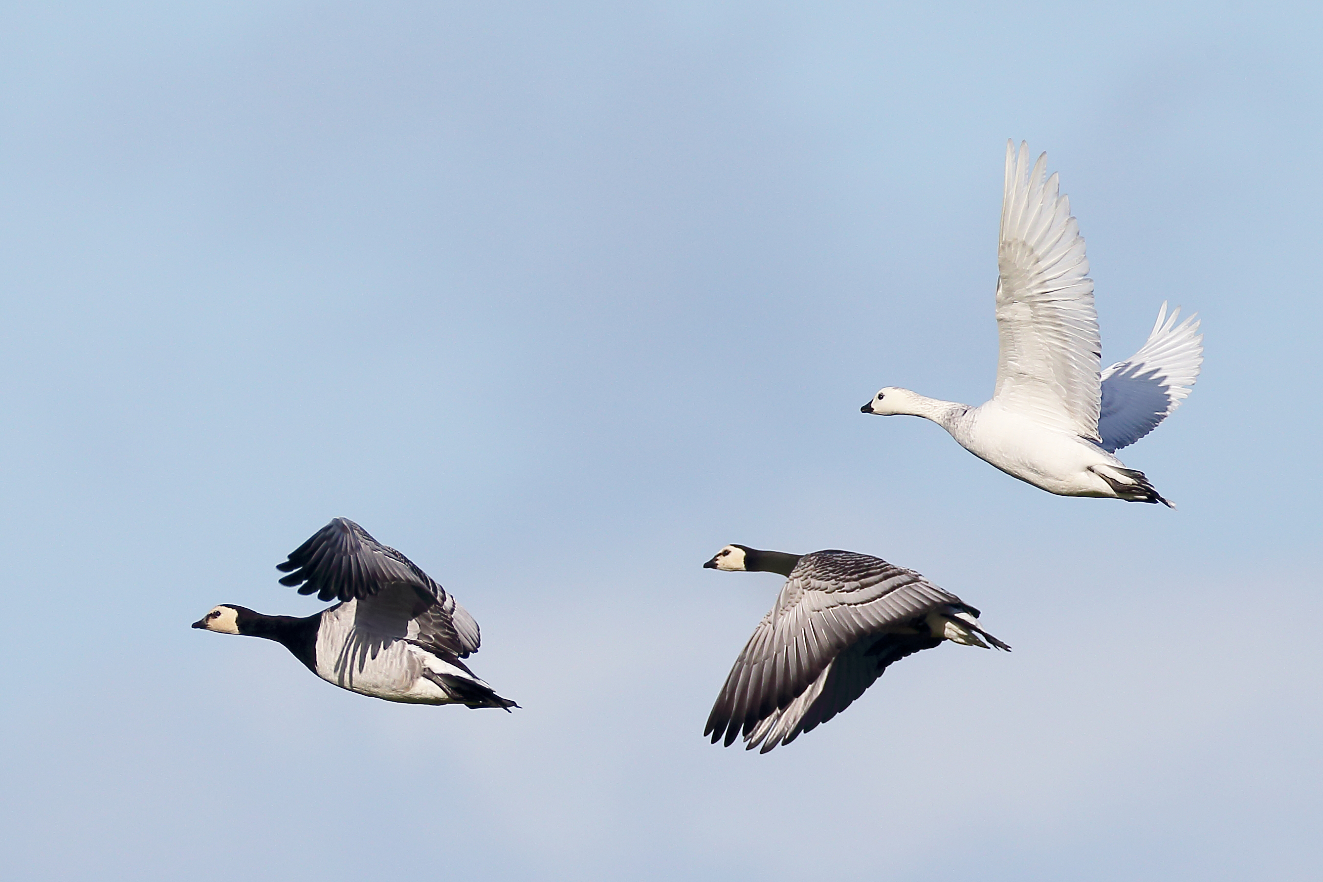 The leucistic goose – giant flocks and the glorious glitches within them 