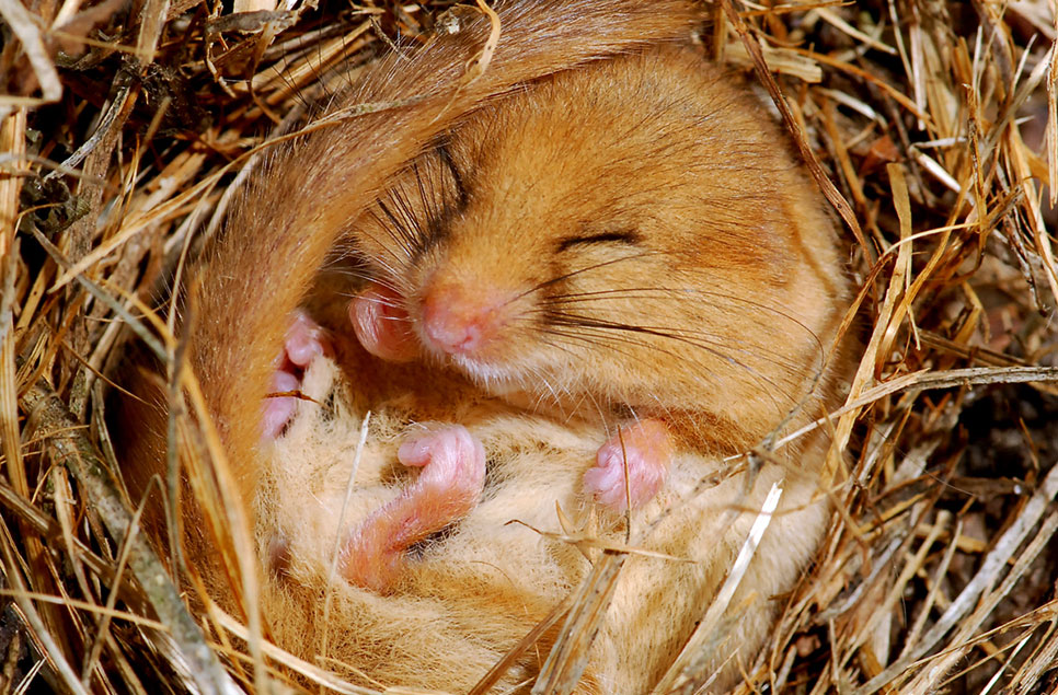 Which animals hibernate in the UK? And how you can help them 