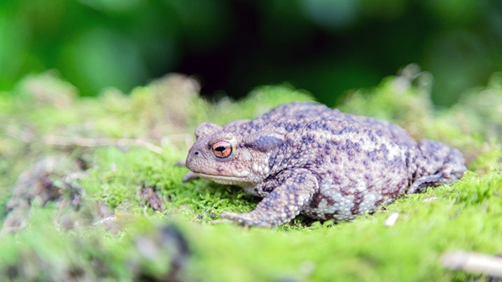 Common toads tend to hibernate in damp leaf litter or anywhere dark and damp
