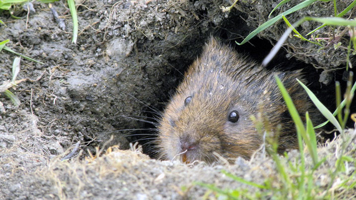 Water voles stay active throughout winter, relying on food stores