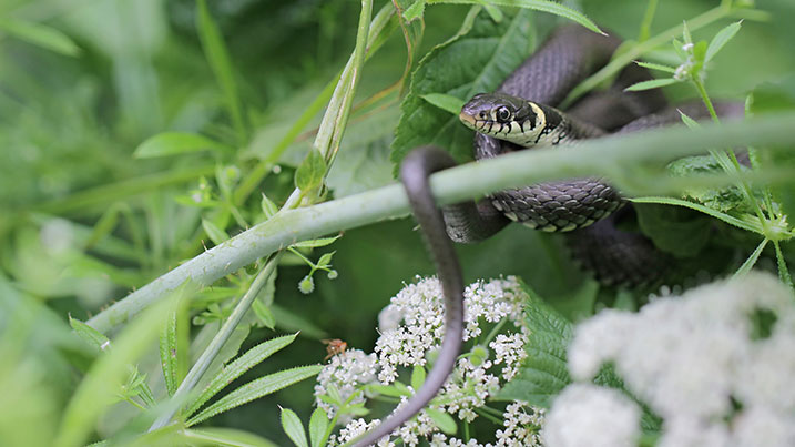 Grass snakes perform a kind of hibernation called brumation