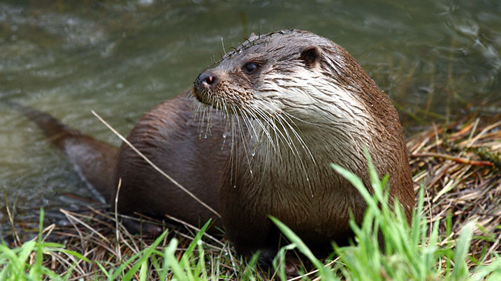 European otter coats are 200 times denser than human hair