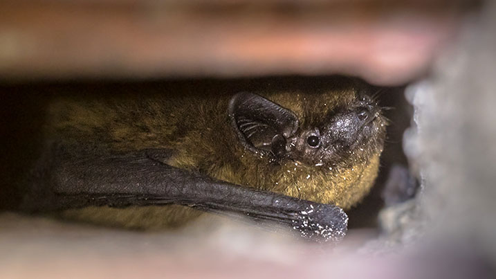 All bats hibernate in the UK