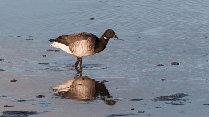 Birds use tactics like migration as a survival strategy instead