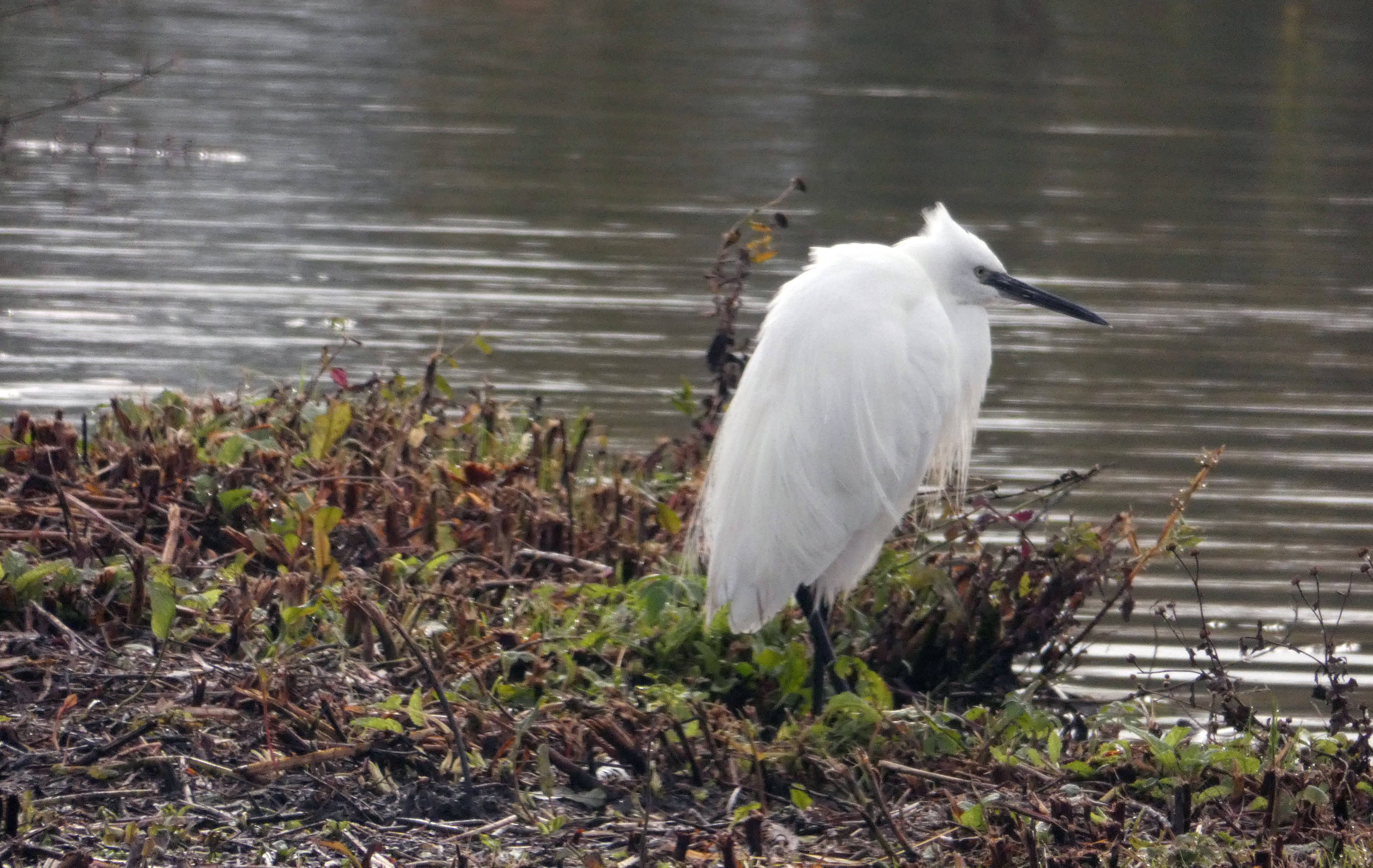 Wetland Bird Survey