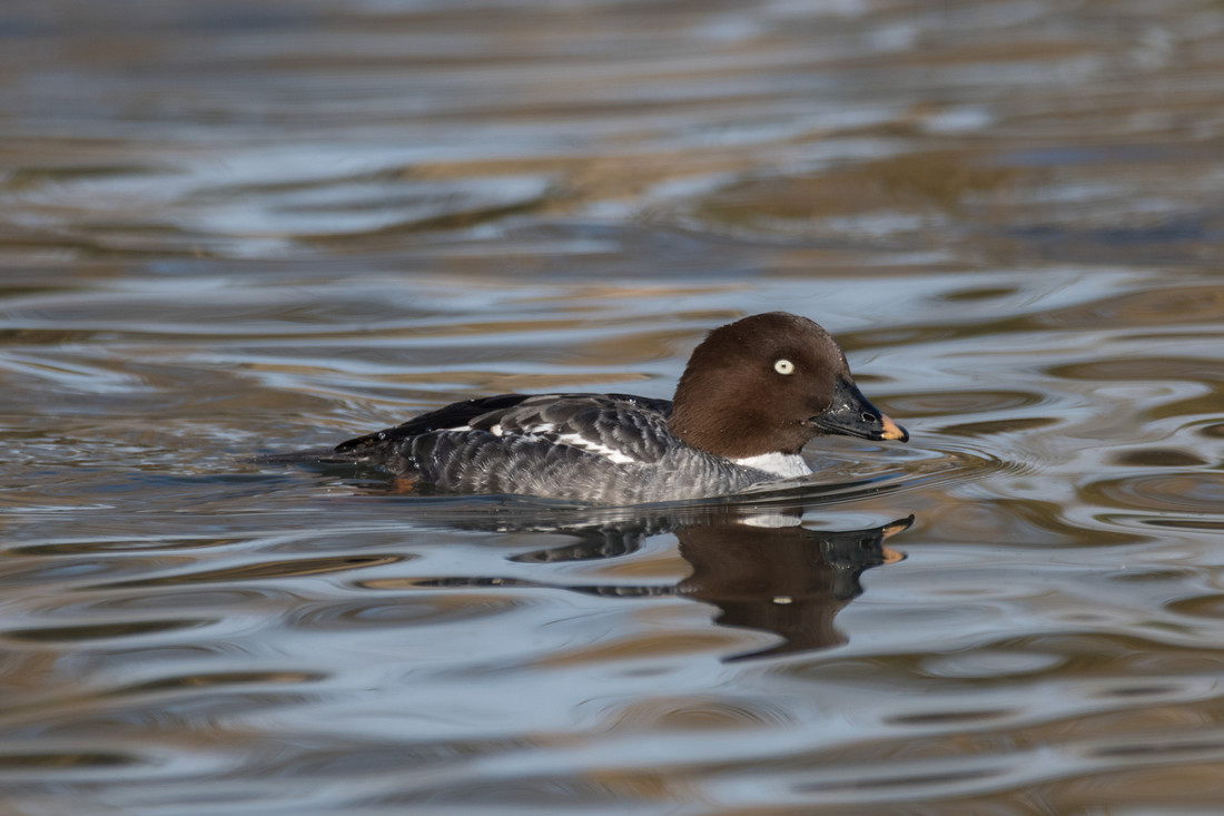 Wildlife sightings for 18th January 2023