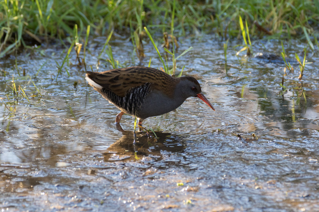 Wildlife sightings for 5th February 2025