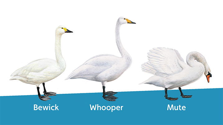 First Swan Specialist Group website launched!