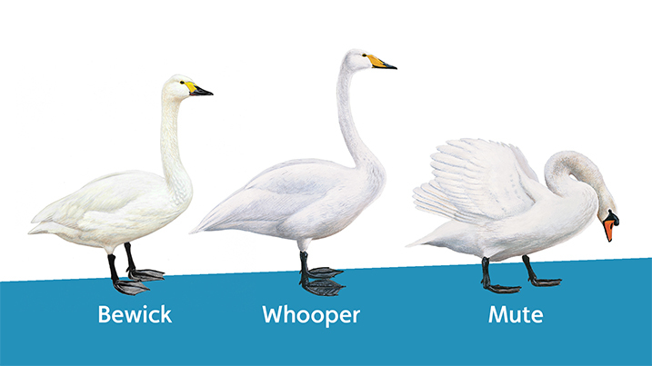 whooper, Bewick's and mute swans