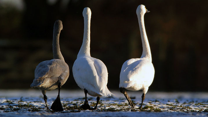 Bewick's swan family and juvenile