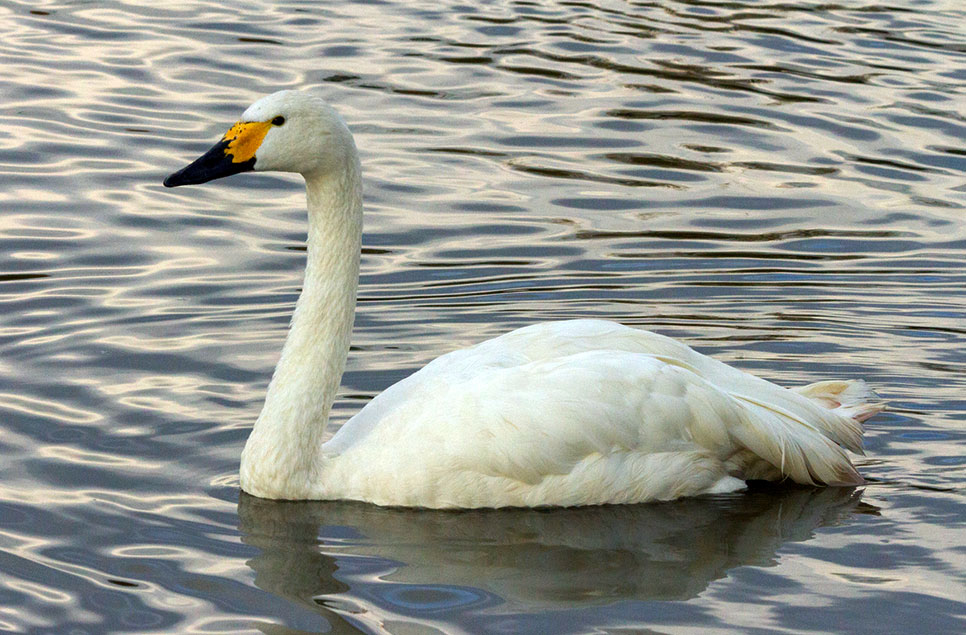 Which swan's which? How to tell the difference between swan species