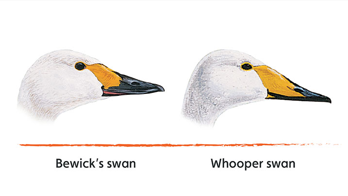 Comparing Bewick's and whooper bills