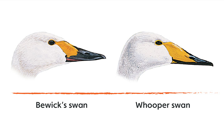 Comparing Bewick's and whooper bills