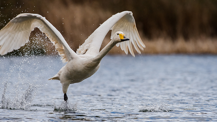 Bewick's swan, WWT Steve Nicholls