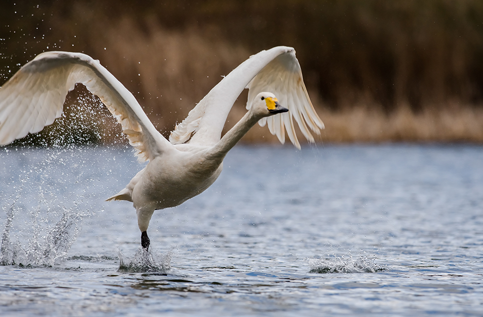 Wim's wild swan chase