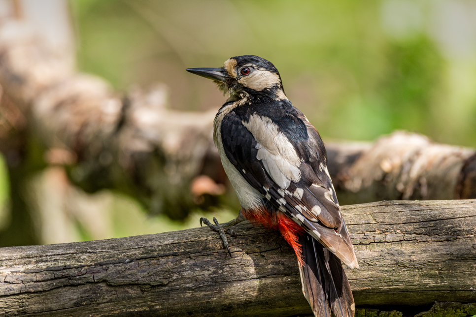 GS woodpecker - Ian Henderson.jpg